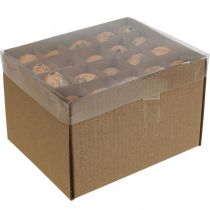 kohteita Viiriäisenmuna koriste puhalletut munat oranssi aprikoosi 3cm 50 kpl