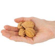 kohteita Saksanpähkinät, luonnontuote pöytäkoristeluun ja tee-se-itse-projekteihin. Luonnonpähkinät, 4-5 cm, 300 g.