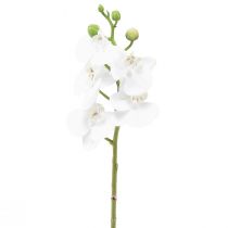 kohteita Valkoinen keinotekoinen orkidea Phalaenopsis Real Touch 32cm