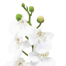 kohteita Valkoinen keinotekoinen orkidea Phalaenopsis Real Touch 32cm
