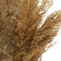Kuiva ruoho sara luonnollinen kuiva koriste 75cm 10p