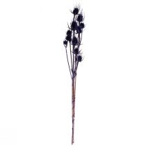kohteita Wild Teasel kuivatut kukat Teasel Thistles Purple 55cm 10 päätä