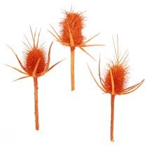 kohteita Wild Teasels Oranssi Teasel Thistle Kuivattu koriste 1kg
