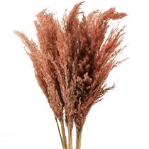 kohteita Wilde Reed Plume Reed Dry Decoration Aprikoosi 75cm 10 kpl