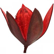 Villi lilja punainen luonnollinen deco kuivatut kukat 6-8cm 50p