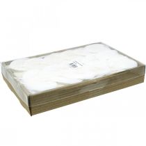 kohteita Valkaistu luurankolehtiä Pajunlehdet luurankoiset 8-10cm 300 kpl