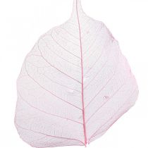 kohteita Luurankolehtiä Pajunlehdet luurankoisia vaaleanpunaisia 5-9cm 200 kpl
