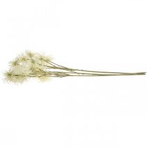 kohteita Xanthium tekokukkavoide syksyn koristelu 6 kukkaa 80cm 3kpl