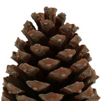 kohteita Pinus Maritima -kävyt 10 cm - 15 cm luonnonväriset 3 kpl
