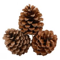 kohteita Käpyjä Maritima Maritime Pine Natural 5-10cm kepissä 50 kpl