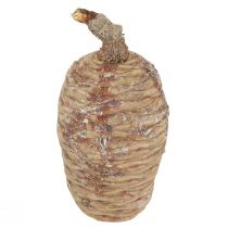 kohteita Setrikäpyjä koristeellinen setri luonnollinen 9-10,5cm 3 kpl