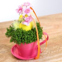 kohteita Istutuskuppi lautasella luoviin puutarhoihin, 11 cm, 6 kpl