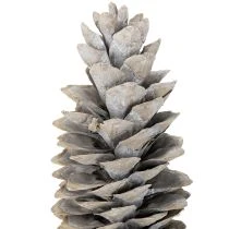 kohteita Sokerimännynkävyt valkoiseksi kalkittu 20cm - 30cm