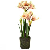 kohteita Amaryllis sammalpallossa keinotekoinen pinkki-keltakuvioinen kukka - 45 cm - Eksoottinen ja tyylikäs sisustus