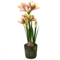 kohteita Amaryllis sammalpallossa keinotekoinen pinkki-keltakuvioinen kukka - 45 cm - Eksoottinen ja tyylikäs sisustus