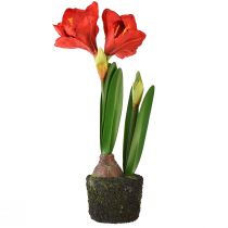 kohteita Amaryllis keinotekoisissa sammalpalloissa - kirkkaan punaiset kukat, 49 cm - tyylikäs ja luonnollinen huoneen sisustus