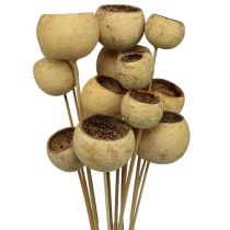 kohteita Bell Cup Mix sauvassa Natural Exotics 15 kpl
