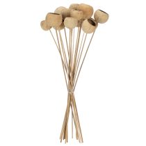 kohteita Bell Cup -sekoitus varressa, luonnollisia eksoottisia lajikkeita, 15 kpl