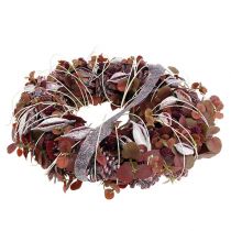 kohteita Brachyciton karhunvatukkakuorrute 500g