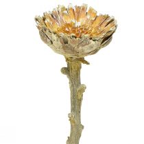 kohteita Compacta Rosette Proteen Green Frosted Ø4-5,5cm 20 kpl