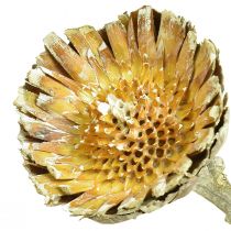 kohteita Compacta Rosette Proteen Green Frosted Ø4-5,5cm 20 kpl