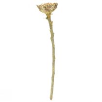 kohteita Compacta Rosette Proteen Green Frosted Ø4-5,5cm 20 kpl