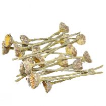 kohteita Compacta Rosette Proteen Green Frosted Ø4-5,5cm 20 kpl