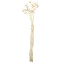 kohteita Craspedia kuivatut koivet kerma 45-55cm 20 kpl
