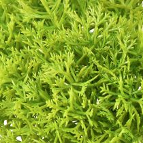 kohteita Koristeellinen sammalkeinovihreä – sammaltyyny 10/12/14cm 3 kpl