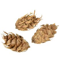 kohteita Douglas-kätteröt 1,3 kg