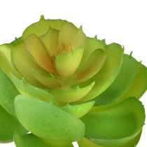 kohteita Echeveria Artificial Succulents Vihreä Ø7cm 6 kpl