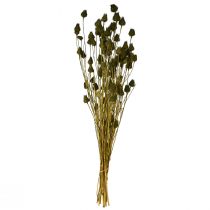 kohteita Mansikkaohdake-kuivakoriste, oliivinvihreä, Ø1–2cm, P55cm, 100g