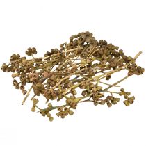 kohteita Eukalyptuksen oksat luonnollinen koristeellinen eksoottinen eukalyptus 20-30cm 25 kpl