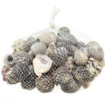 kohteita Eksoottisia käpyjä Leucodendron valkoinen pesty 3-4cm 450g