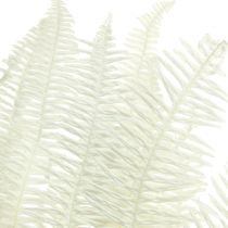 kohteita Saniainen Koristeellinen saniainen Fronds Säilötyt Valkaistu L45cm 10 kpl