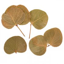 Kuivatut lehdet Deco Moneta Dry Floristics Nature 200g