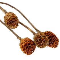 kohteita Glabrum Leucospermum -kuivakukat 25-40cm 25 kpl