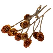 kohteita Glabrum Leucospermum -kuivakukat 25-40cm 25 kpl