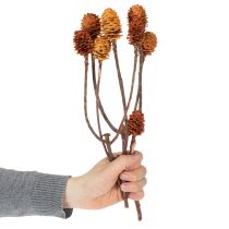 kohteita Glabrum Leucospermum -kuivakukat 25-40cm 25 kpl