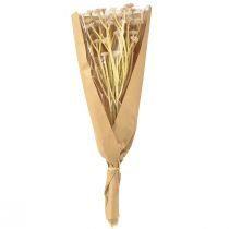 kohteita Italian Strawflower tekokukat vaaleanpunainen L28cm