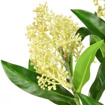 kohteita Tekokukat kerma Skimmia japonica Skimmie 45cm 2kpl
