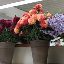 kohteita Keinotekoiset daaliat persikanpunaisina Ø10cm P80cm 2kpl