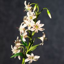 kohteita Keinotekoinen lilja kukkavartena eleganttiin ja helppohoitoiseen koristeluun, 82 cm, 2 kpl