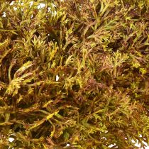 kohteita Keinotekoinen sammalkoristelu ruskea – sammaltyyny 10/12/14cm 3 kpl