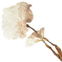 kohteita Artificial Autumn Heuchera Branch Artificial Brown Cream L85cm