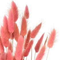 kohteita Lagurus Dried Rabbit Tail Grass Pink L45cm 50g