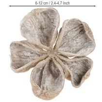 kohteita Landlotus valkopesty 6-12cm 50 kpl