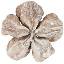 kohteita Landlotus valkopesty 6-12cm 50 kpl