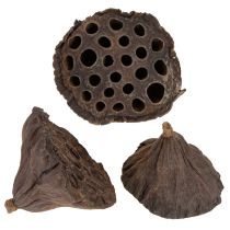 kohteita Lotus-mäntä keskikokoinen 100 kpl luonnollinen