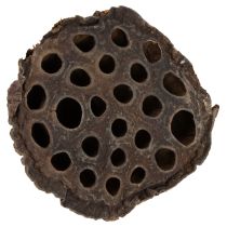 kohteita Lotus-mäntä keskikokoinen 100 kpl luonnollinen